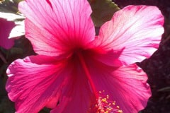 Pink Hibiscus