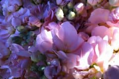 Pink Stock