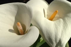 White Calla Lilies