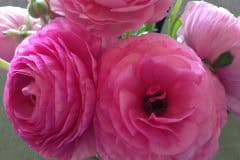 Pink Ranunculus