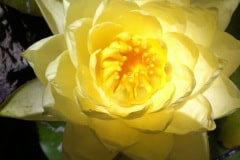 Yellow Lotus