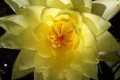 Yellow Lotus