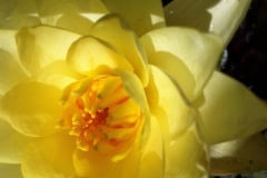 Yellow Lotus