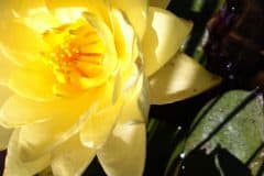 Yellow Lotus