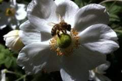 Bee on Rose