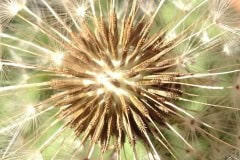 Dandelion Puff