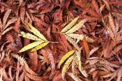 Yellow and Brown Leaves