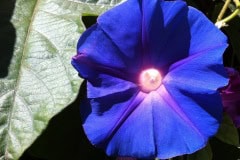 Morning Glory