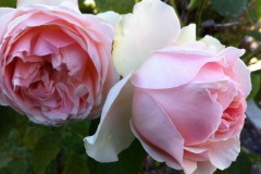 Tender Pink Roses