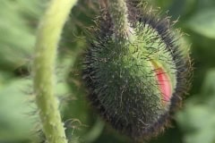 Poppy bud