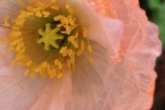Pink Poppy