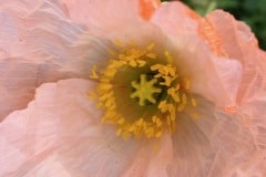 Pink Poppy