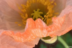 Coral Poppy