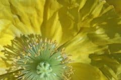 Yellow Poppy