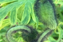 Poppy Bud