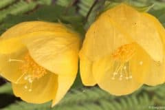 Yellow Flowering Maple