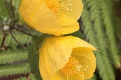 Yellow Flowering Maple