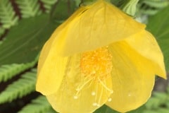 Yellow Flowering Maple