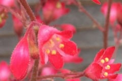 Petite Pink flower