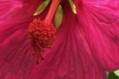 Red Flowering Maple