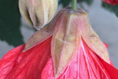 Red Flowering Maple