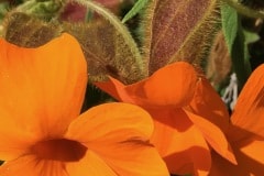 Orange Clock Vine