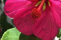 Red Flowering Maple