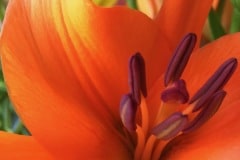 Orange Lily