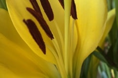 Yellow Lilly