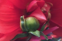 Red Dahlia