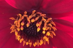 Red Dahlia Blossom
