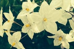 Flowering Jasmine
