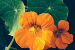 Orange Nasturtium