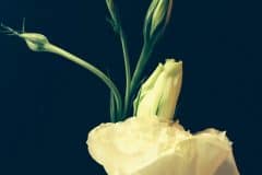 White Lisianthus