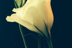 White Lisianthus