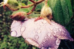 Lavender Rose in Rain