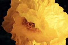 Yellow Poppy