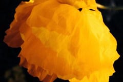 Yellow Poppy