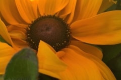 Sun Flower