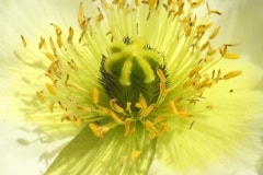 Yellow Poppy