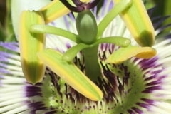 Passion Flower