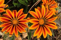 Gazania Daisy