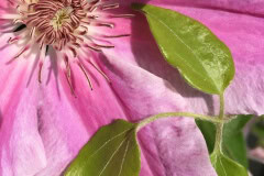 Pink Clematis