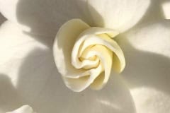 White Gardenia