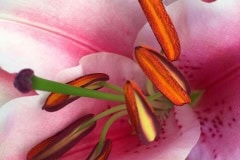 Pink Lillies