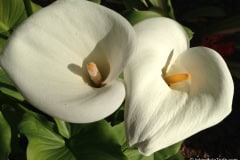 Calla Lilies