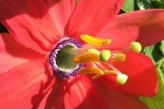 Passion flower