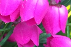 Petit pink Flowers