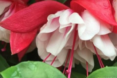 red and white Fuchsia