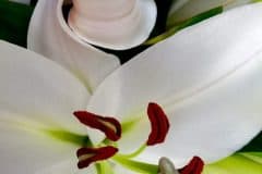White Lily